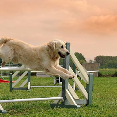 Dog2h334