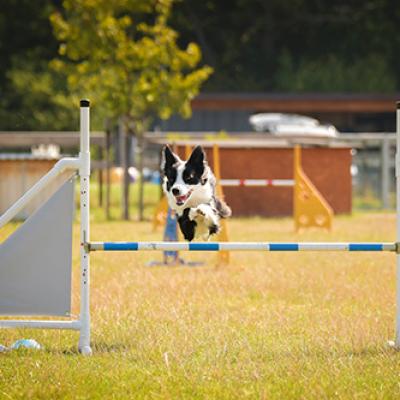 Dog4h334